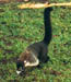 Coatimundi