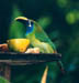 Emerald-Toucanette