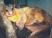 Kinkajou