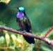 Magenta-throated-hummingbir