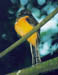 Orange-bellied Trogon