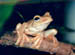 Rainforest-tree-frog