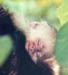 Sleepy baby monkey close-up