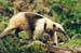Tamandua (lesser anteater)