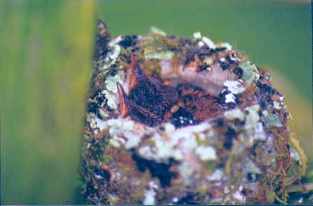 2Hummingbird chicks in nest