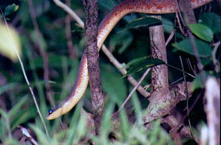Barred Forest Racer (?)