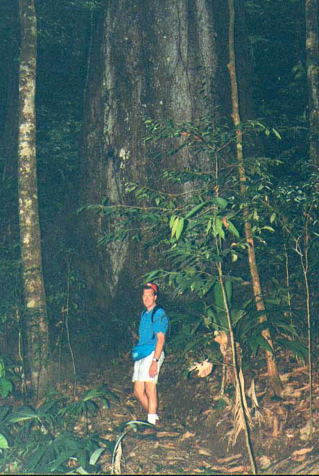 Big-Tree