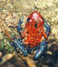 Bluejeans poison-dart frog