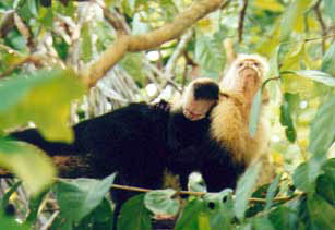 Capuchin Monkey with baby