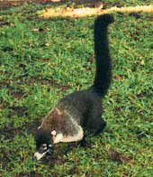 Coatimundi