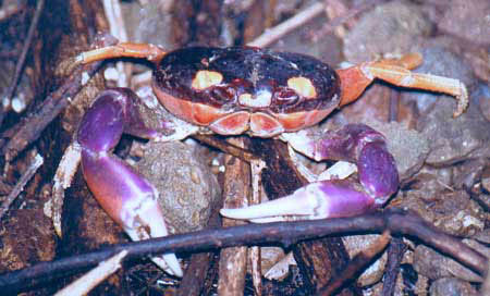 Crab