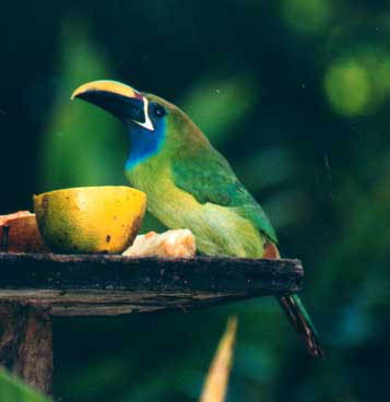 Emerald-Toucanette
