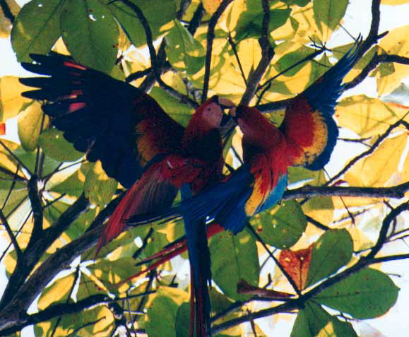 Endangered-scarlet-macaws