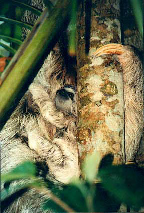 Hang-on-little-sloth!