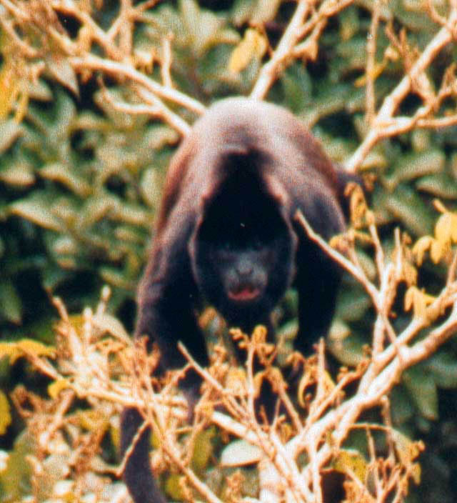 Howler-monkey