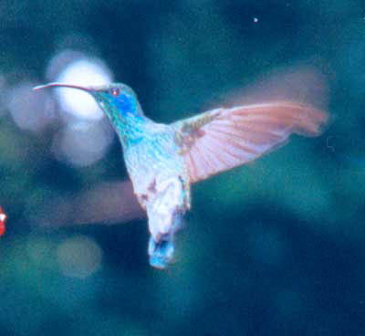 Hummingbird - Green Hermit