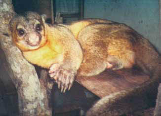 Kinkajou