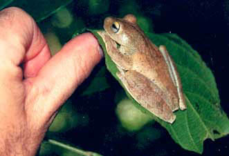 Leaf-frog
