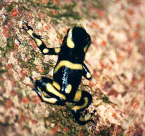 Leopard-poison-arrow-frog