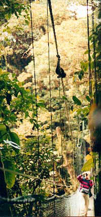 Monkey-on-bridge-ovr-canopy