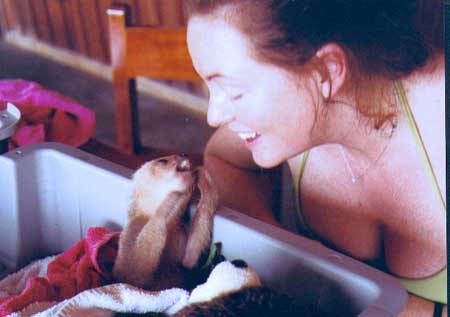 Newborn 2-toed sloth