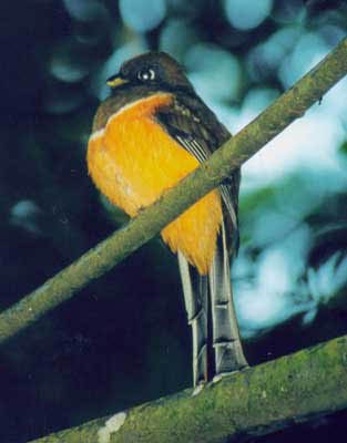 Orange-bellied Trogon