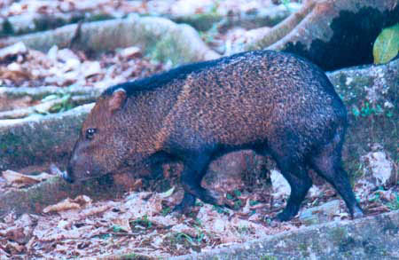 Peccary