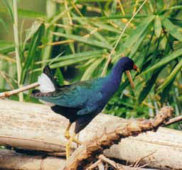 Purple Galinule