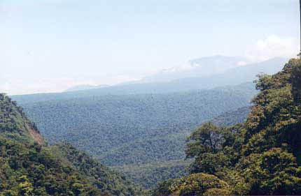 Rainforest view
