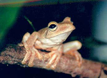 Rainforest-tree-frog