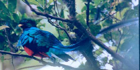 Resplendent Quetzal 2 back
