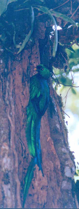 Resplendent Quetzal at nest