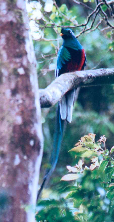 Resplendent Quezal4 distant