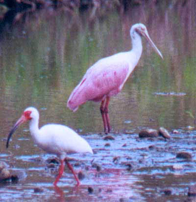 Roseatte Spoonbill + ibis