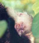 Sleepy baby monkey close-up