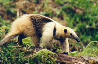 Tamandua (lesser anteater)