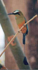 Turquoise-browed Mot Mot #2