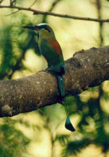 Turquoise-browed Mot Mot