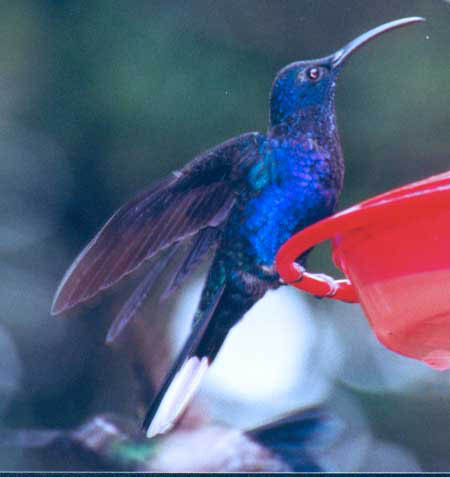Violet Sabrewing at feeder