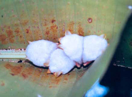 White bats under a leaf