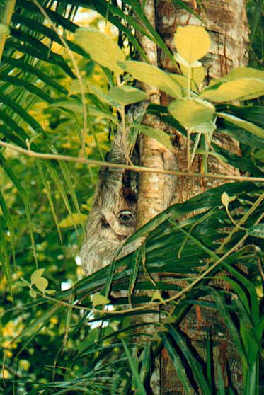 Wide-eyed-baby-sloth