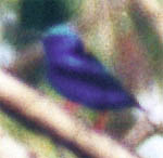 red-legged-honeycreeper