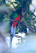 Resplendent Quetzal 1