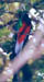 Resplendent Quetzal 5